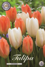 Tulipa Garden Stockholm