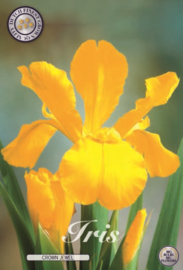 Iris Hollandica Crown Jewel