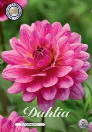 Dahlia Decoratief Dutch Silence
