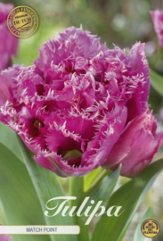 Tulipa Fringed Double Matchpoint
