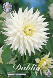 Dahlia Cactus My Love