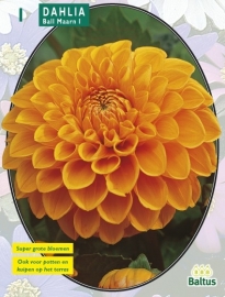 Dahlia Ball Maarn