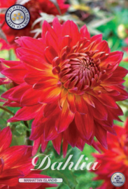 Dahlia Decoratief Manhattan Island