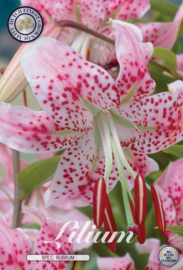 Lilium Spec Rubrum