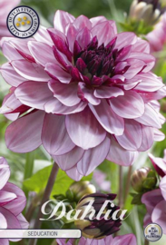 Dahlia Decoratief Seducation