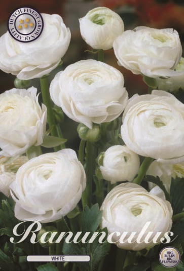 Ranunculus Asiaticus White