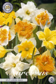 Narcis Splitcrown Mixed