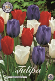 Tulipa Garden Dutch Garden
