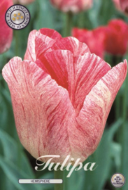 Tulipa Hemesphere