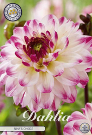 Dahlia Decoratief Nina's Choice