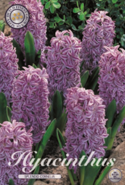 Hyacinth Splendid Cornelia