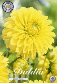 Dahlia Ball Golden Torch