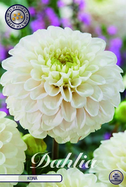 Dahlia Ball Kona