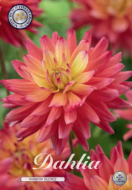 Dahlia Decoratief Rainbow Silence