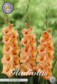 Gladiolus Peter Pears