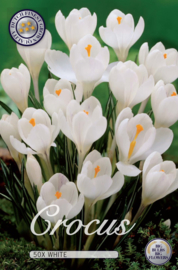 Crocus Grootbloemig, Wit