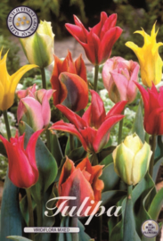 Tulipa Viridiflora Mixed