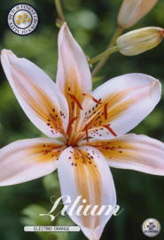 Lilium Electric Orange