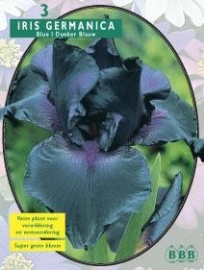 Iris Germanica Dunkelblau