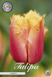 Tulipa Fringed Lambada