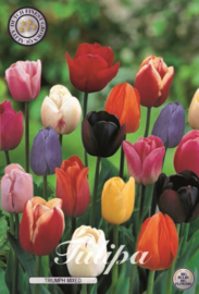 Tulipa Triumph Mixed