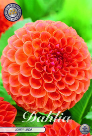 Dahlia Ball Jowey Linda