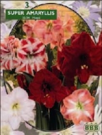 Amaryllis Hippeastrum Mix