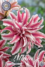 Lilium Magic Star