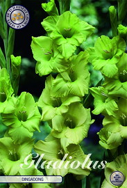 Gladiolus Large Flowering Dingadong