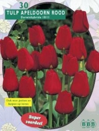 Tulipa Apeldoorn Red