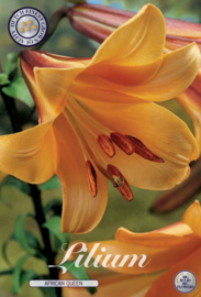 Lilium African Queen