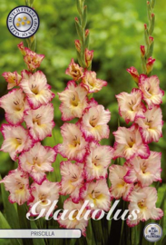 Gladiolus Priscilla
