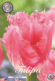 Tulipa Fringed Fancy Frills
