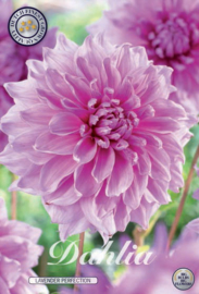 Dahlia Decoratief Lavender Perfection