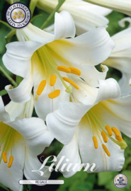 Lilium Regale