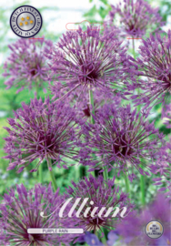 Allium Purple Rain