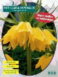 Fritillaria Imperialis Lutea