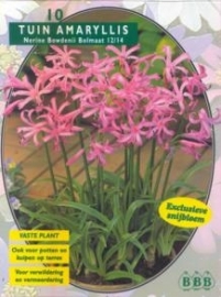 Nerine Bowdenii Pink