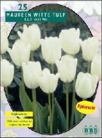 Tulipa Maureen