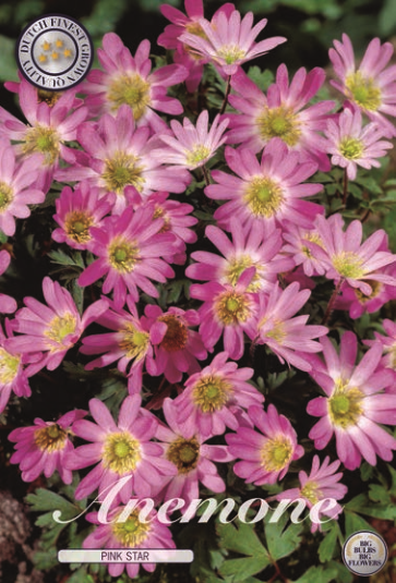 Anemonen Blanda Pink Star