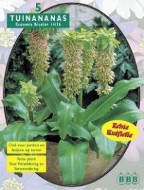 Eucomis Bicolor Ananasplant