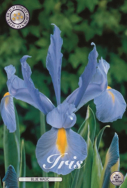 Iris Hollandica Blue Magic