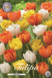 Tulipa Garden Casanova
