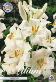 Lilium Candidum weiss