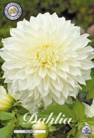 Dahlia Decoratief Fleurel