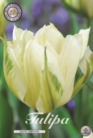 Tulipa Exotic Emperor