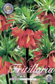 Fritillaria Imperialis Rubra