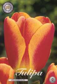 Tulipa Darwin Apeldoorn Elite
