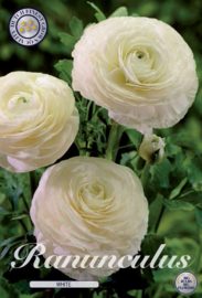 Ranunculus White