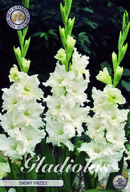 Gladiolus Snowy Frizzle